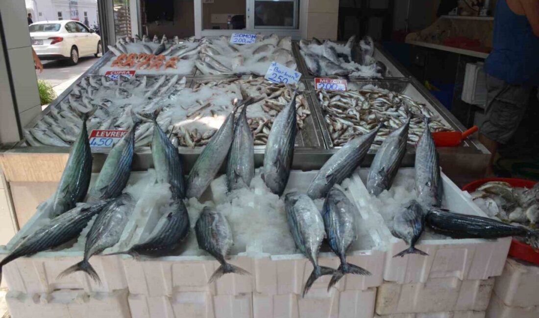 Sinop’ta torik bolluğu: Tanesi 800 TL Karadeniz’de Sinop açıklarında avlanan yaklaşık 3 kiloluk torik balıkları tanesi