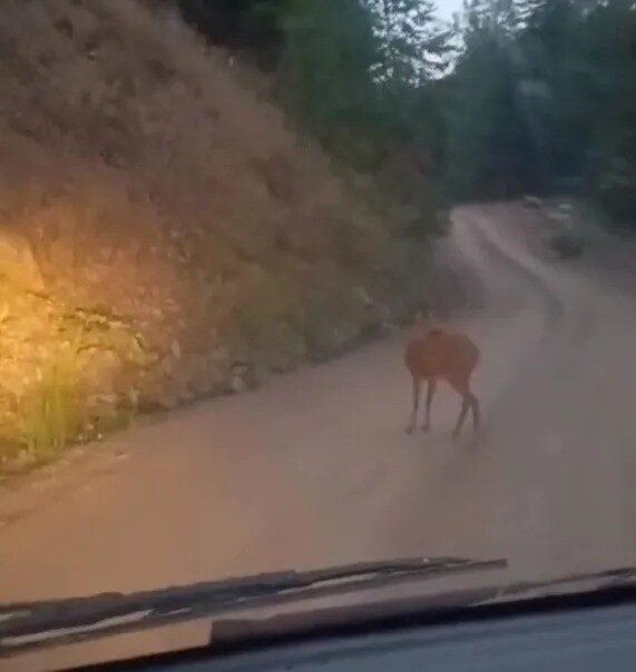 Sinop’un Türkeli ilçesinde köy yolunda seyir halinde olan bir sürücü,