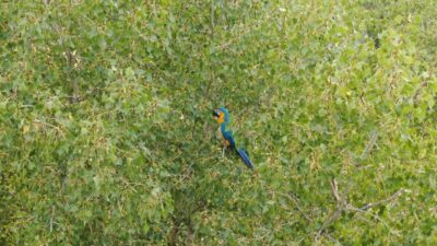 Sivas’ta kaybolduktan sonra bir ağaçta olduğu fark edilen papağan, Rus