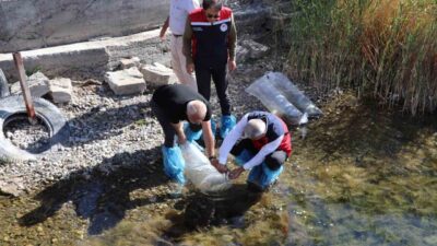 Sivas’ta bulunan 31 göl ve gölete, 1 milyon 268 bin