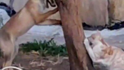 Bilecik’te bir sokak kedisi ile tilkinin birlikte oyun oynadığı anı