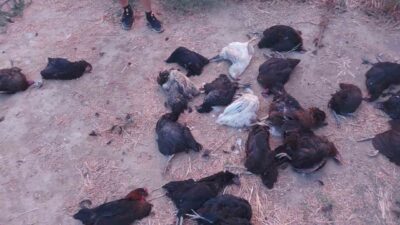 Aydın’ın İncirliova ilçesinde sokak köpekleri bir evin bahçesine girerek kümesteki