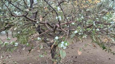 Sonbahara girilmesi rağmen tüm dalları çiçek açan ağaç, görenleri hayrete