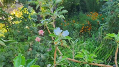 Sonbahar mevsimine girilmesine rağmen Elazığ’ın Palu ilçesinde çiçek açan elma