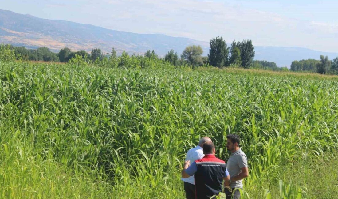 Sorgum sudan otu üretimi Tokat’ta yem bitkisi çeşitliliğini artırıyor Tokat’ın Pazar ilçesinde ikinci ürün olarak ekilen sorgum-sudan otu, yüksek