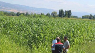 Tokat’ın Pazar ilçesinde ikinci ürün olarak ekilen sorgum-sudan otu, yüksek