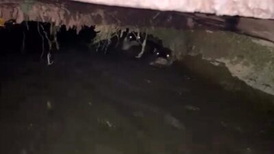 Bursa’nın İnegöl ilçesinde sulama kanalında görülen su samurları vatandaşların ilgisini