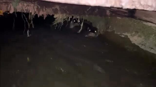 Su samurları sulama kanalında görüntülendi Bursa’nın İnegöl ilçesinde sulama kanalında görülen su samurları vatandaşların ilgisini