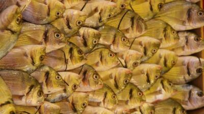 Su Ürünleri Derneği Yönetim Kurulu Başkanı Şükrü Yıldırım, Türkiye’de en güvenilir protein