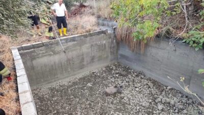 Hatay’ın Arsuz ilçesinde boş sulama havuzuna düşen domuz, itfaiye ekiplerinin