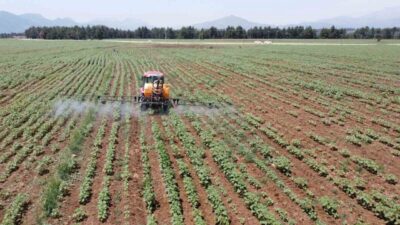 Sunar Yatırım bünyesinde faaliyet gösteren Elita Gıda, Türkiye’de ayçiçeği üretiminde