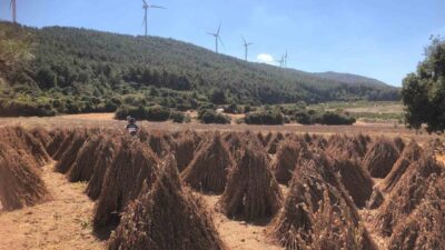 Aydın’ın Söke ilçesinde kuralık sebebiyle alternatif ürün olarak ekilen susamda