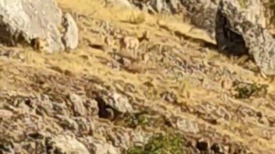 Elazığ’da koruma altındaki dağ keçileri tarihi Harput Mahallesi’nde yiyecek ararken