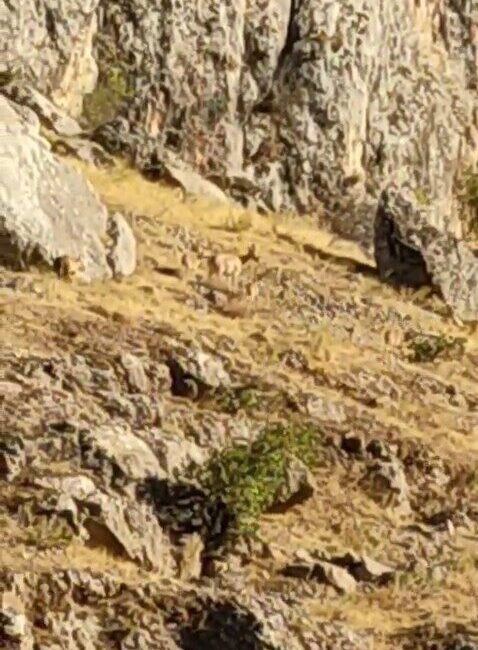 Elazığ’da koruma altındaki dağ keçileri tarihi Harput Mahallesi’nde yiyecek ararken