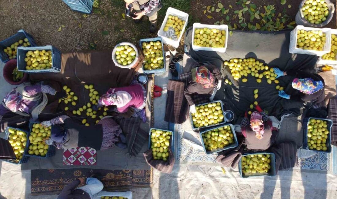 Tarım ürünleri üretici fiyat endeksi (Tarım-ÜFE) yıllık yüzde 41,55 arttı,