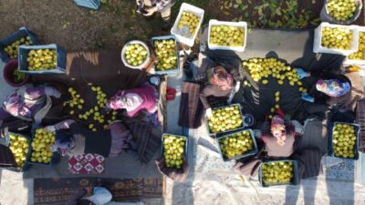 Tarım ürünleri üretici fiyat endeksi (Tarım-ÜFE) yıllık yüzde 41,55 arttı,