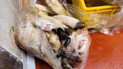 Tarım ve Orman Bakanlığı, 11 bin 250 kilogram et ve