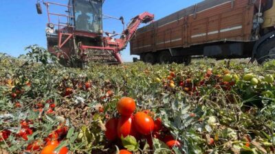 Bursa’nın Karacabey ilçesindeki çiftçiler geçen yıl domatesten kazanamayınca farklı ürünlere