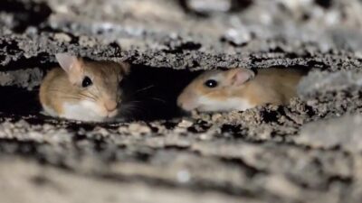 Bitlis’in Tatvan ilçesinde nesli tükenme tehlikesi altındaki Arap tavşanları görüntülendi.