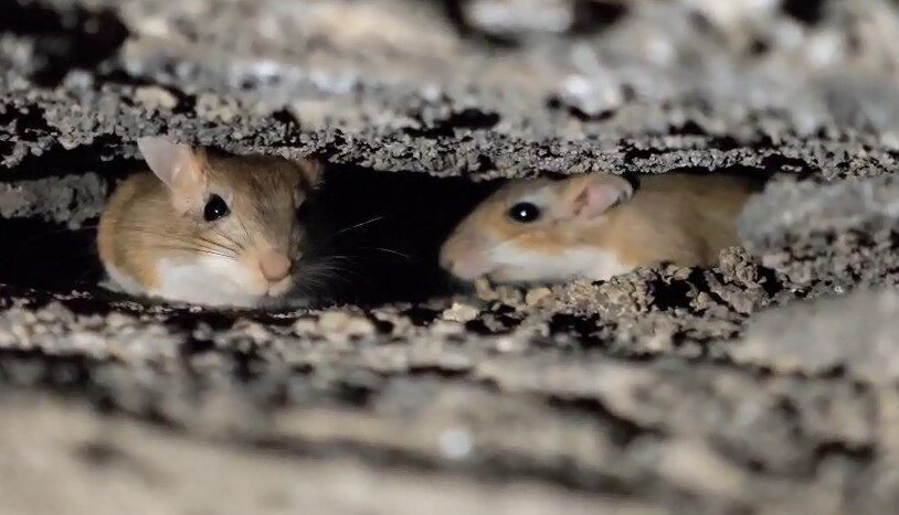 Bitlis’in Tatvan ilçesinde nesli tükenme tehlikesi altındaki Arap tavşanları görüntülendi.