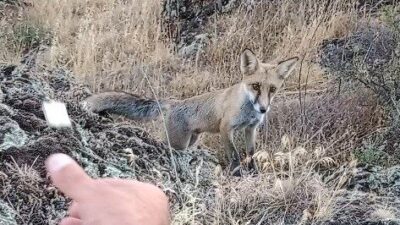 Kütahya’nın Tavşanlı ilçesi Çukurköy Mahallesi’ndeki Şaban Dede Mesire Alanı’nda, doğayla