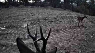 Tekirdağ’ın Süleymanpaşa ilçesinde, Ganos Dağları’nda doğa gezileri sırasında yerleştirilen fotokapanlara