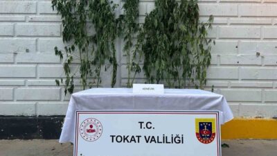 Tokat’ın Niksar ilçesinde jandarma ekiplerince düzenlenen operasyonda 10 kök kenevir