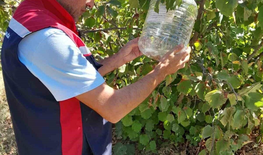 Tokat’ın Erbaa ilçesinde kahverengi kokarca ve Akdeniz meyve sineğine karşı