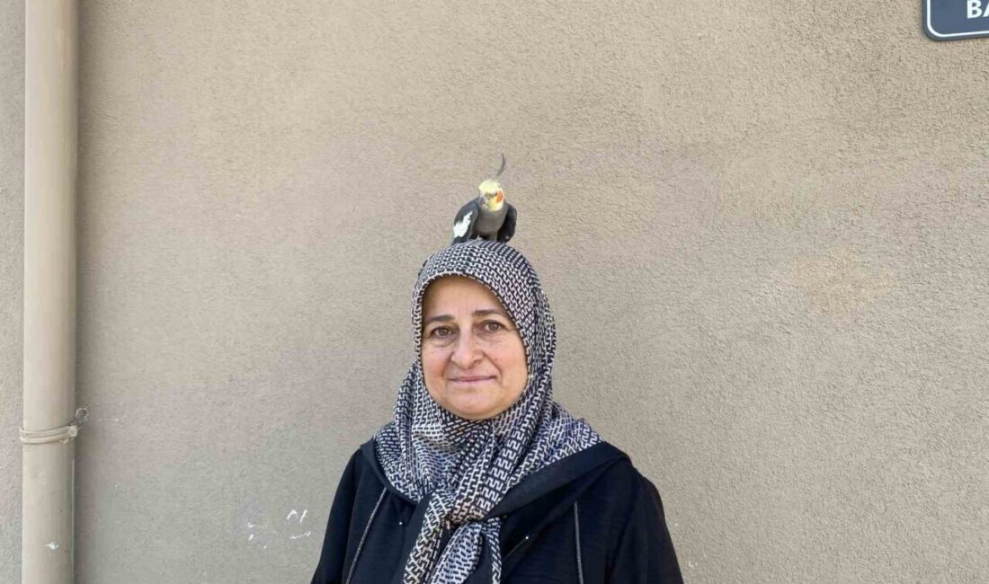 Torunu için sahiplendi, papağan çocuğu gibi oldu Tokat’ın Zile ilçesinde yaşayan Aynur Babat ile 4 yıldır birlikte