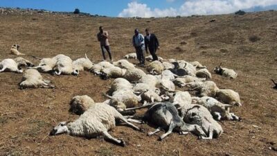Tunceli’nin Pülümür ilçesinde yıldırım düşmesi 58 koyun telef oldu. Olay,