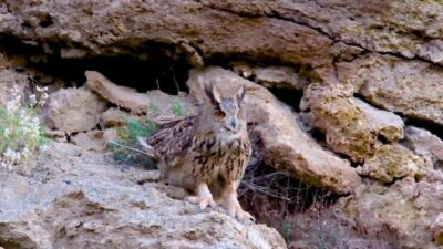 Sivas’ta yaban hayatı fotoğrafçısı, kanat genişlikleri yaklaşık 2 metreyi bulan