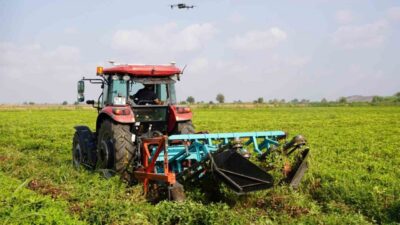 Osmaniye’de yer fıstığı olarak coğrafi işaretli ve Avrupa Birliği (AB)