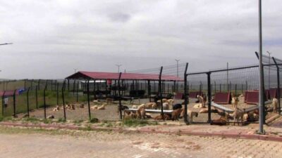 Türkiye genelinde uzun süredir tartışılan sokak hayvanları sorununa kalıcı çözüm