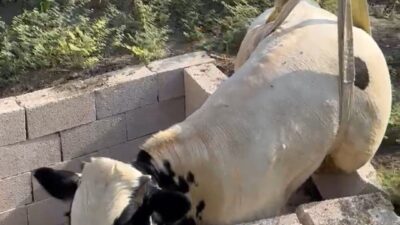 Adana’nın Ceyhan ilçesinde tuvalet kuyusuna düşen boğa itfaiye ekipleri tarafından