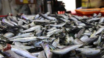 Uşak’ta yeni balık sezonu başladı. Tezgâhlarda balık çeşitleri vatandaşlarla buluşurken,