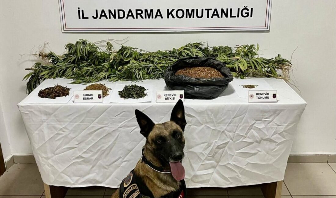 Afyonkarahisar’da jandarma tarafından gerçekleştirilen uyuşturucu operasyonunda bir şahıs ormanlık alana