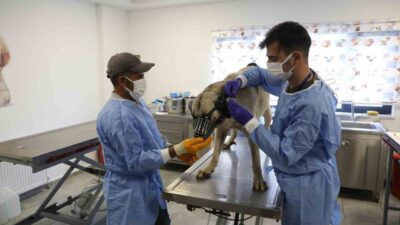 Diyarbakır Büyükşehir Belediyesi, gelen talepler üzerine sokakta yaşayan ve uyuz