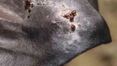 Sivas Cumhuriyet Üniversitesi Veterinerlik Fakültesi Öğretim Üyesi Prof. Dr. Yusuf