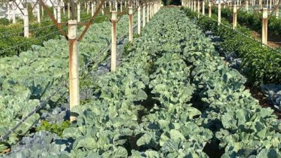 Manisa’nın Sarıgöl ilçesinde çiftçilik yapan Hüseyin Karcı, yeni diktiği üzüm