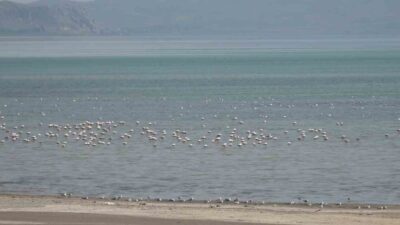 VAN (İHA) – Van Gölü sahilinde bulunan Erciş ilçesinin Çelebibağı