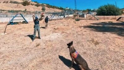 Hassas burunlarıyla birçok operasyona katılan Van Jandarmasının köpekleri, düzenli parkur