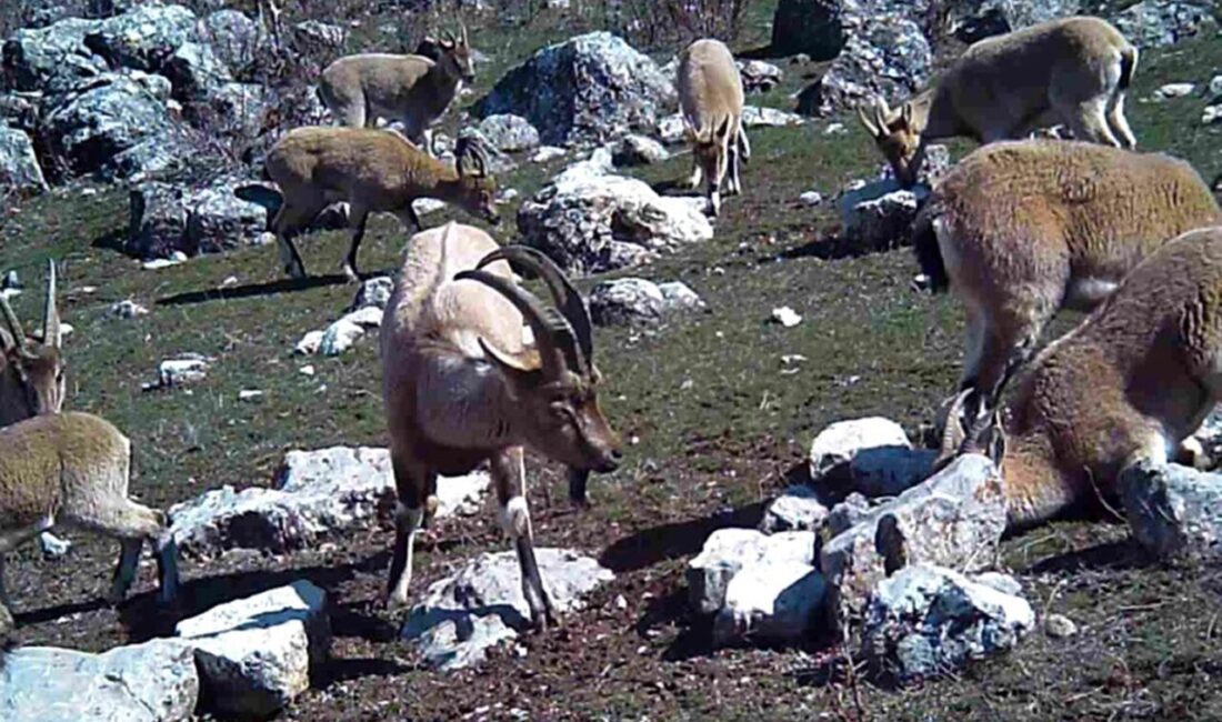 Yaban keçisi sürüsü fotokapanla görüntülendi Erzincan’da sürü halinde yaban keçileri, fotokapanla görüntülendi. Türkiye’nin farklı bölgelerinde