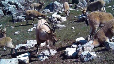 Erzincan’da sürü halinde yaban keçileri, fotokapanla görüntülendi. Türkiye’nin farklı bölgelerinde