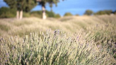 Burdur’da yağmur suyuyla yetişen lavantada hasat zamanı devam ederken, önceden
