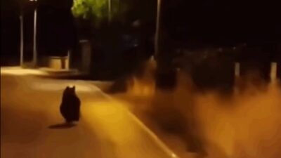 Yalova’nın Çınarcık ilçesine bağlı Kocadere köyünde yola inen bir ayı