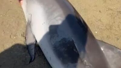 Yalova’nın Çiftlikköy ilçesinde kıyıya vurmuş ölü yunus bulundu. Çiftlikköy ilçesi