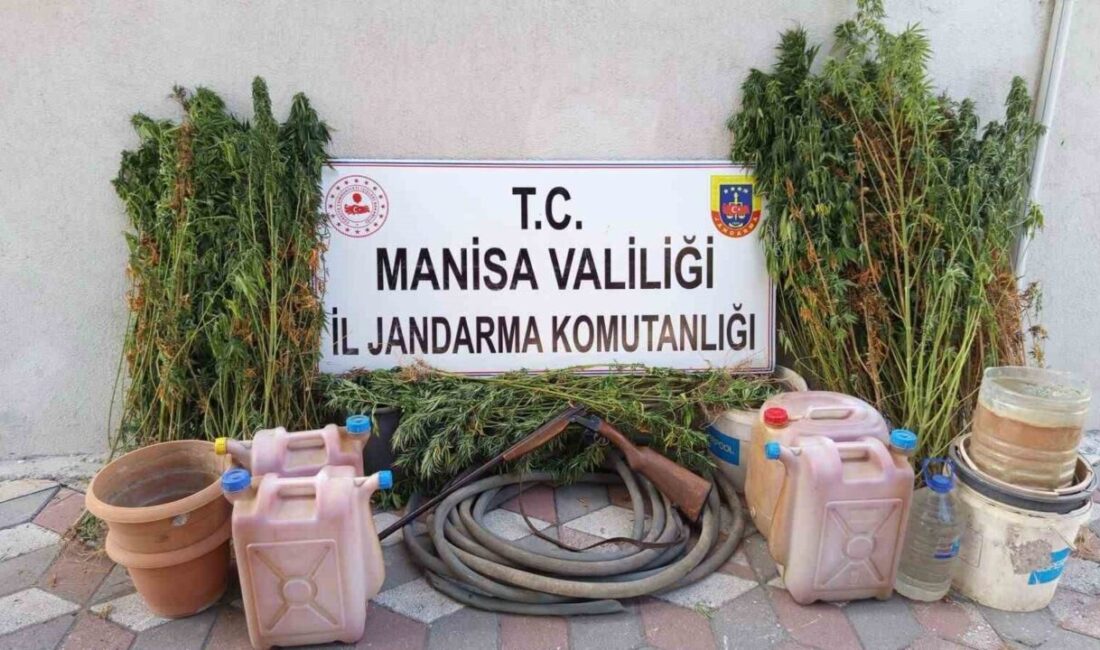 Yasa dışı kenevir eken şahıs tutuklandı Manisa’da Soma İlçe Jandarma Komutanlığı ekipleri tarafından düzenlenen operasyonda yasa