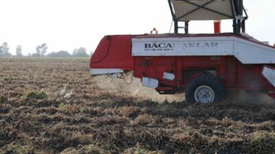 Adana’nın Kozan ilçesinde yer fıstığı hasadı başladı. İlk hasatta kilogramı