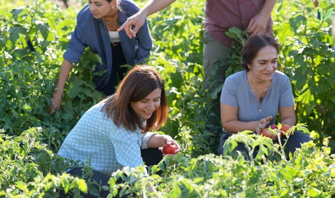 Yerel tohumlu bostanda hasat başladı Diyarbakır Büyükşehir Belediyesi, doğa dostu üretim anlayışıyla yerel tohumlarla yetiştirilen