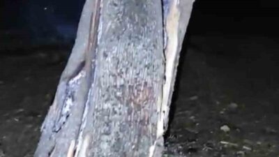 Afyonkarahisar’da üzerine yıldırım düşen yaklaşık 50 yaşındaki ağaç ortadan ikiye